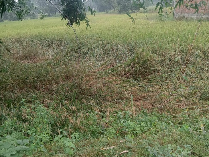 Paddy crops destroyed due to unseasonal rains | बेमौसम बारिश से धान की ...