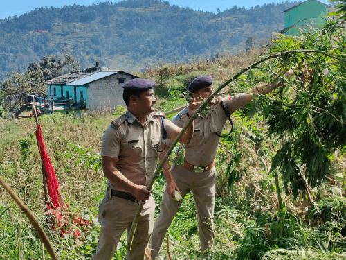 अल्मोड़ा में भांग के पौधों को तोड़कर उनपर आग लगाती पुलिस।