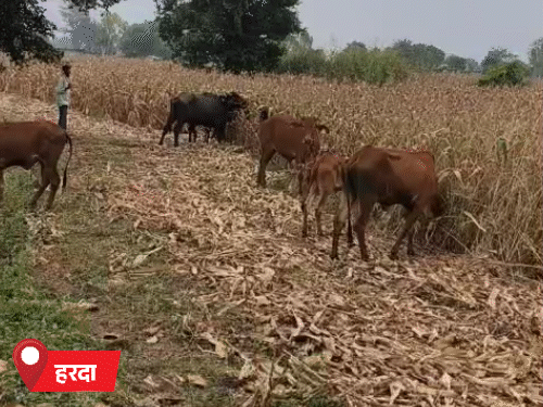 हरदा में फसल खराब होने के बाद किसानों ने खेतों में मवेशी छोड़ दिए।