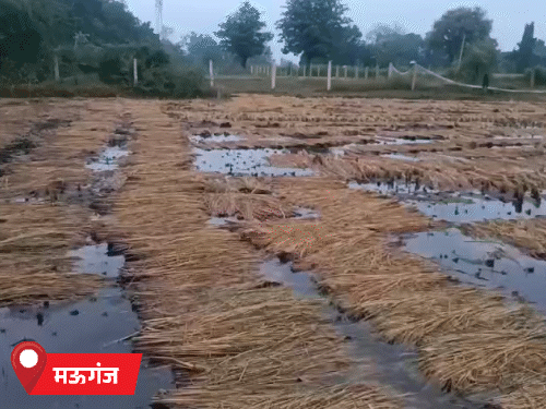 मऊगंज में खेतों में पानी भर गया। कटी रखी फसल डूब गई।