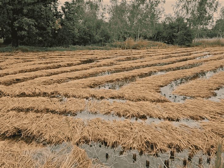 Farmer after seeing ruined crop says It's better to die Hundreds of acres  of crops destroyed in UP farmers' heartwrenching struggle and pain watch  video - Uttar Pradesh News | Bhaskar English