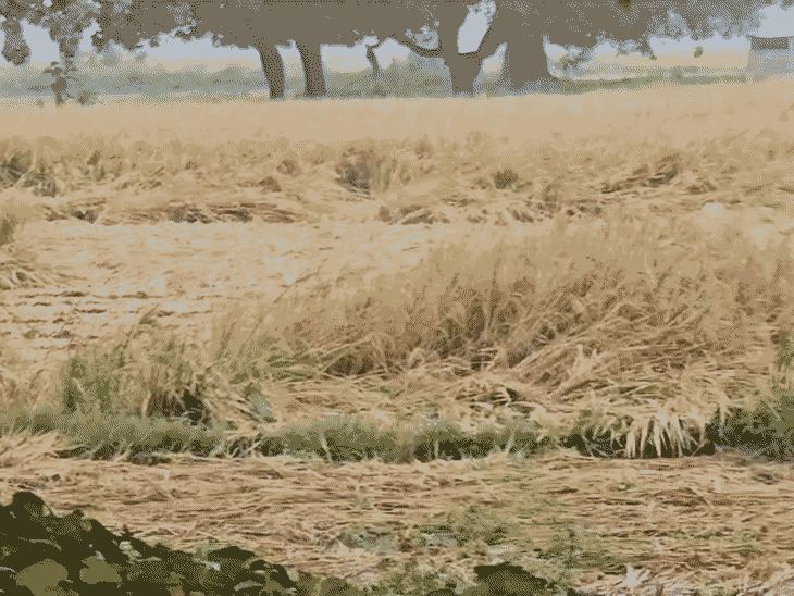 Farmer after seeing ruined crop says It's better to die Hundreds of ...