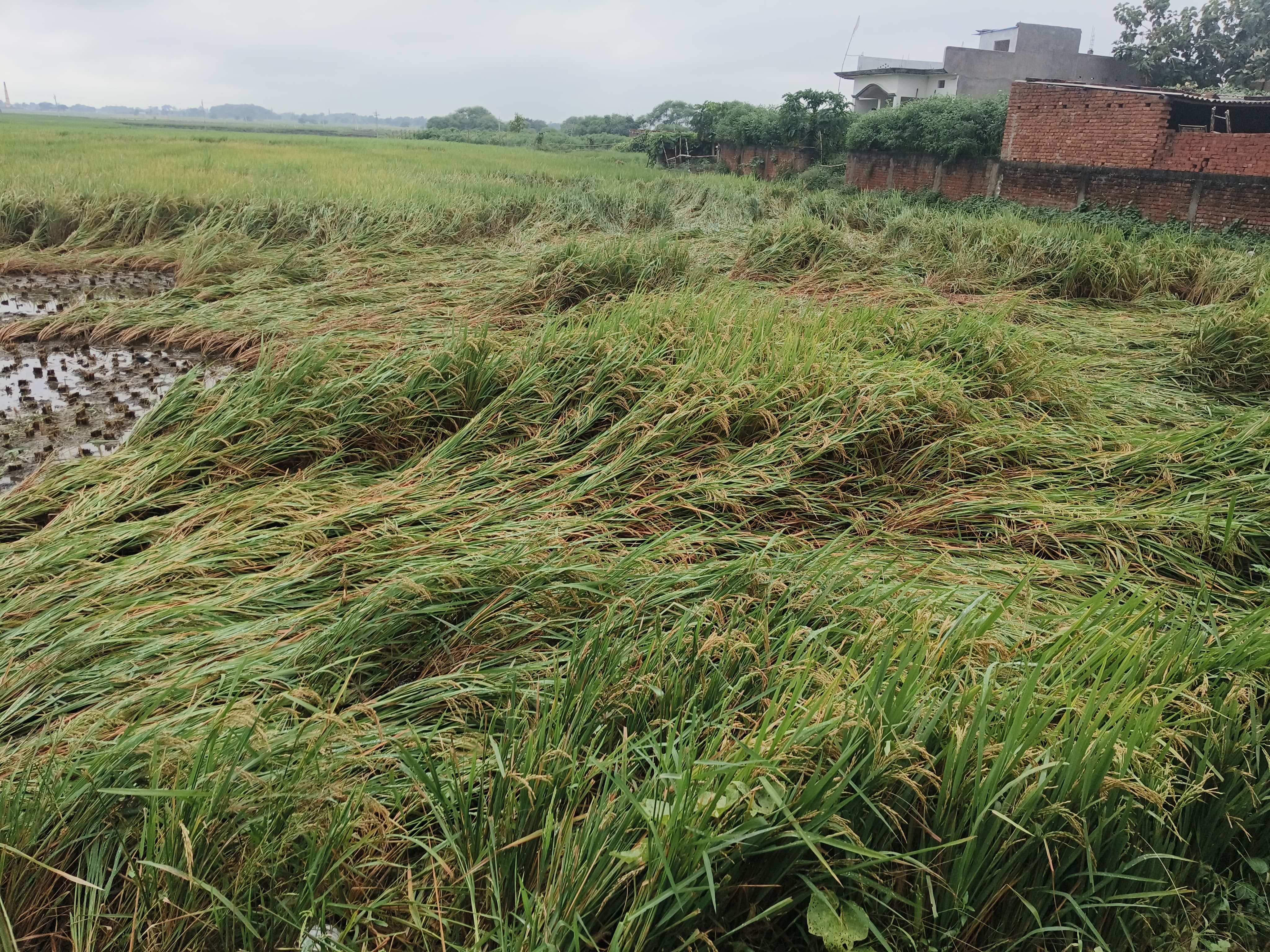 Rain destroys paddy crop in Sevrai