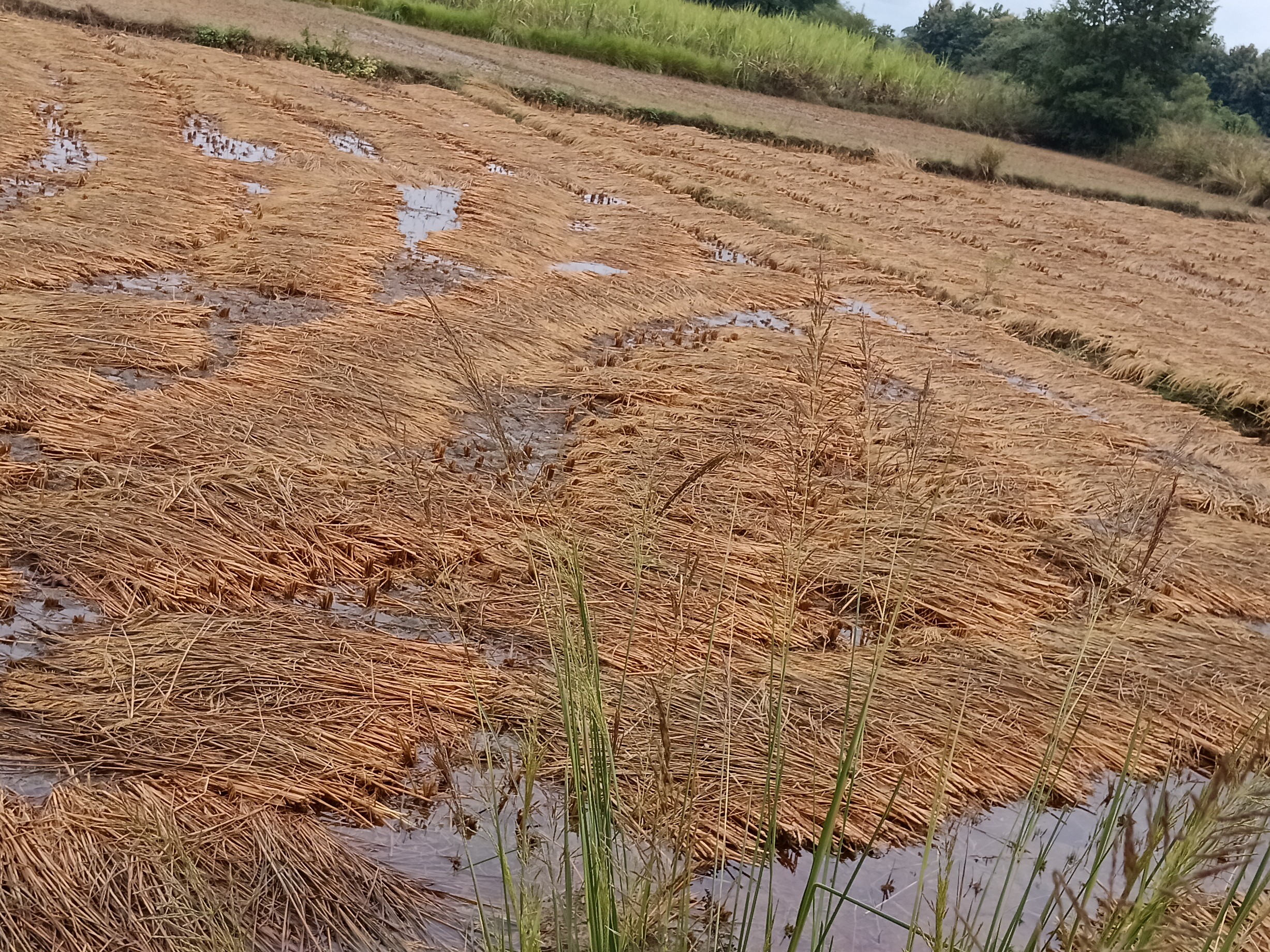 Rain damages paddy crops