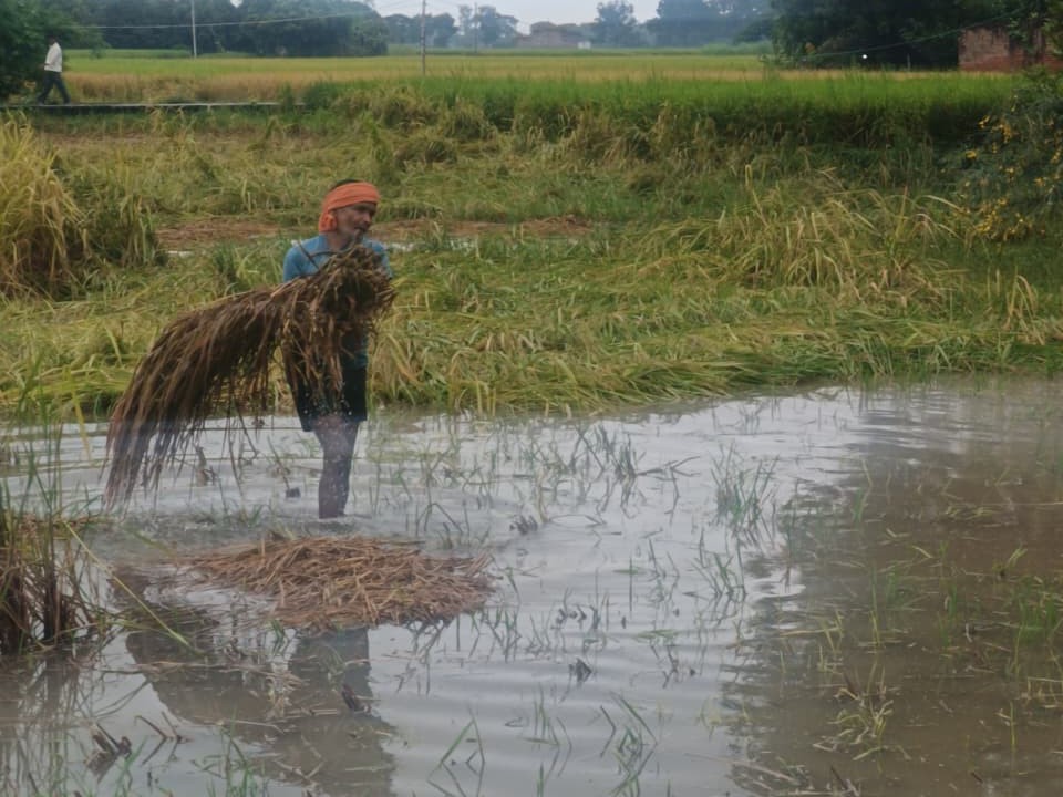 Paddy crops destroyed due to unseasonal rains