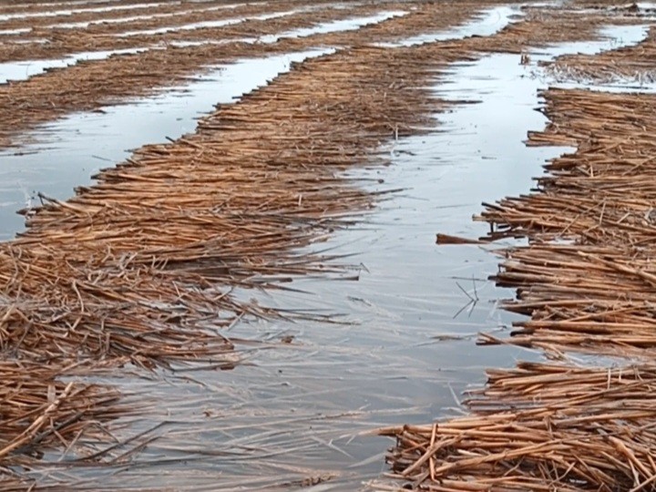 Paddy crops destroyed due to unseasonal rains
