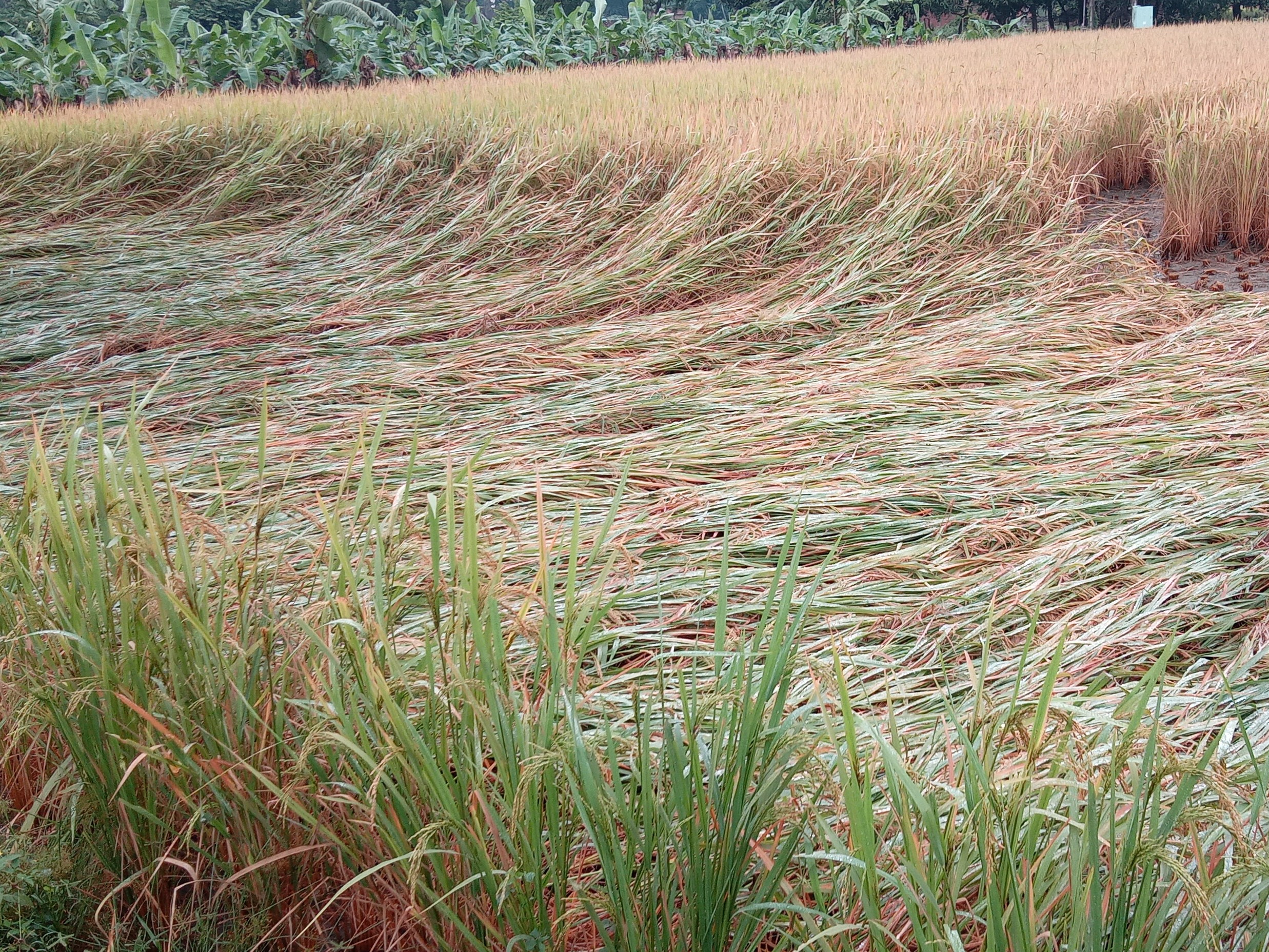 Paddy crops destroyed due to unseasonal rains