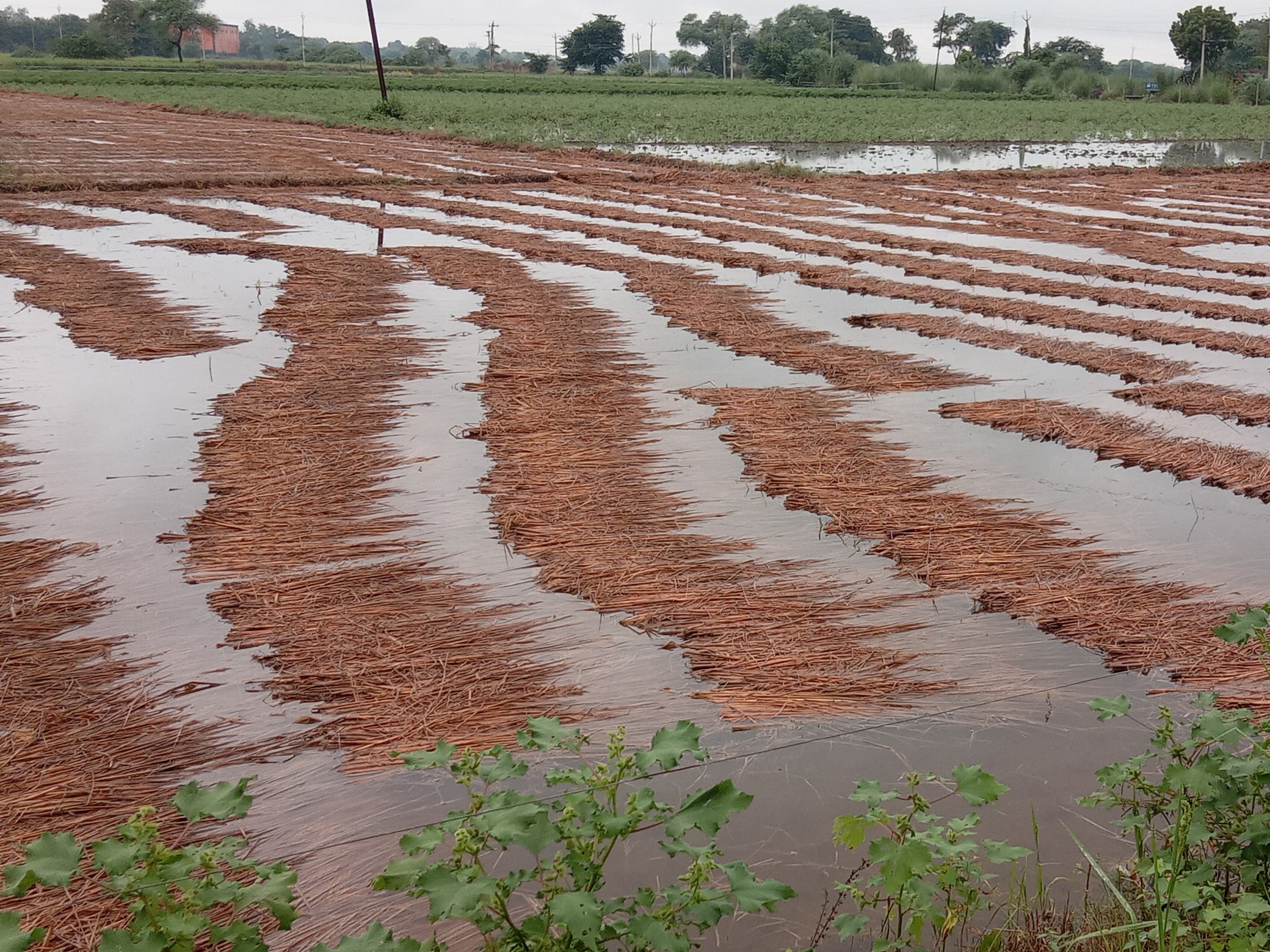 Paddy crops destroyed due to unseasonal rains