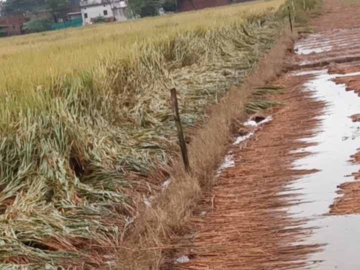 Paddy crops destroyed due to unseasonal rains