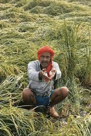 कमलेश के खेत पर उनके भाई बलवान लेकर गए, वहां पूरे खेत में पानी भरा हुआ था।