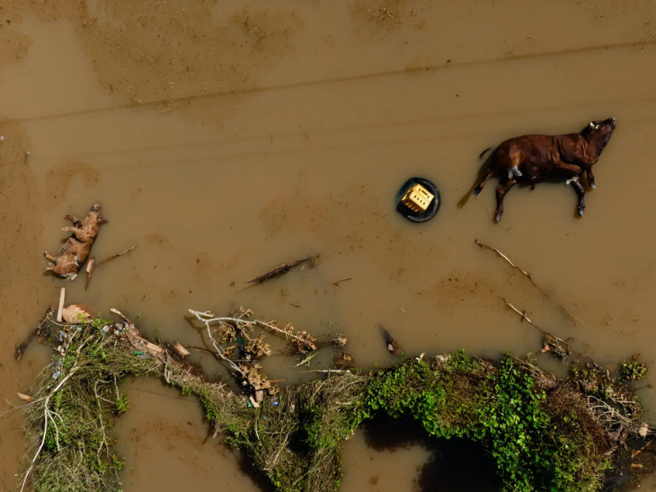 न्यू रिवर शहर में सड़कों पर पानी भर चुका है। इस पानी में कई मृत जानवर पड़े हैं, जो सड़ रहे हैं। इससे इलाके में दुर्गन्ध फैल रही है।