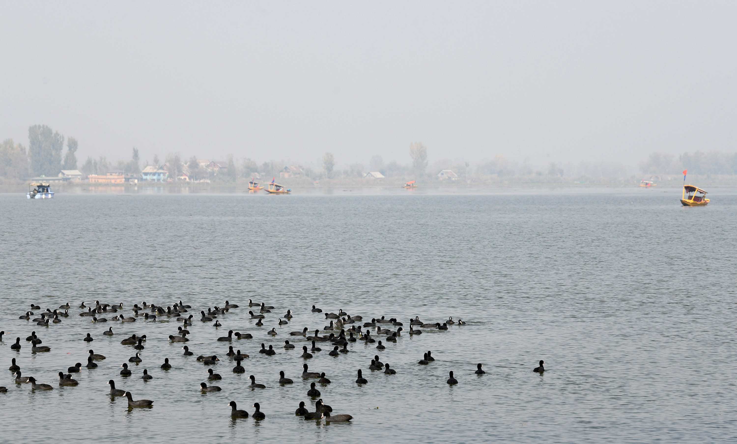 श्रीनगर: तापमान गिरने और ठंड बढ़ने के साथ ही प्रवासी पक्षी डल झील में आने लगे हैं।