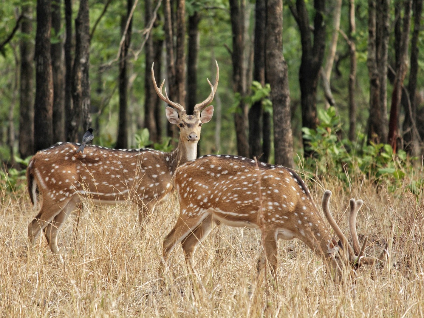 1 नवंबर से खुला बारनवापारा अभ्यारण:  लेपर्ड सफारी जोन बनेगा आकर्षण केंद्र, बारिश के बाद बढ़ी सुंदरता, पर्यटकों के लिए होंगे तीन द्वार – baloda bazar News