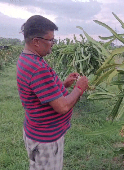 खेती पूरी तरह ऑर्गेनिक, फंगीसाइड्स भी खुद बनाते हैं।