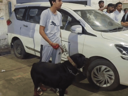 हादसे के बाद आरोपी युवक कुत्ते को लेकर मौके से जाते हुए।