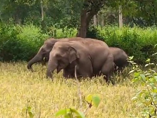 वन विभाग ने कहा है कि फसलों के नुकसान की भरपाई की जाएगी।