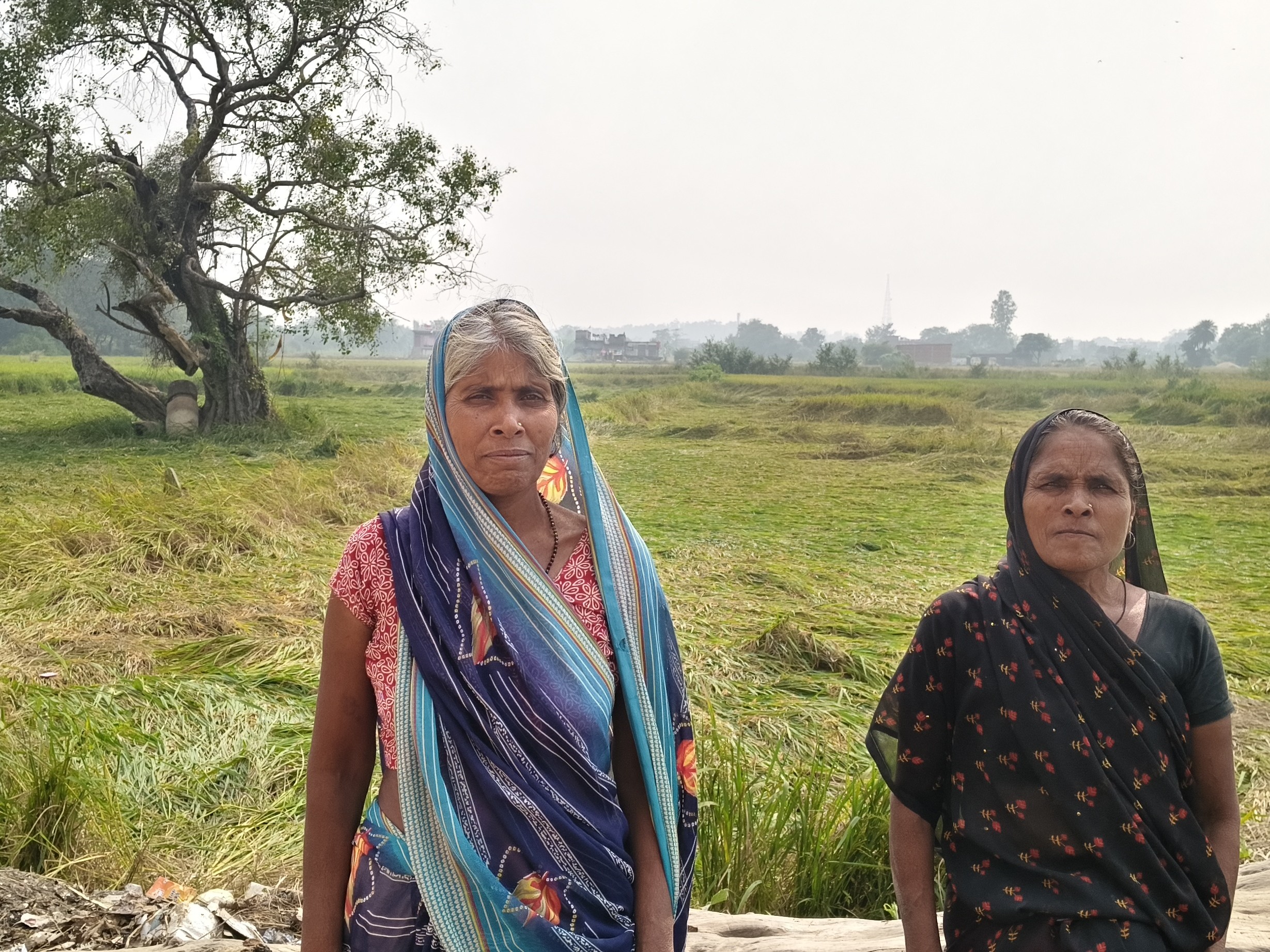 Paddy crop destroyed due to unseasonal rain | बेमौसम बारिश से धान की ...