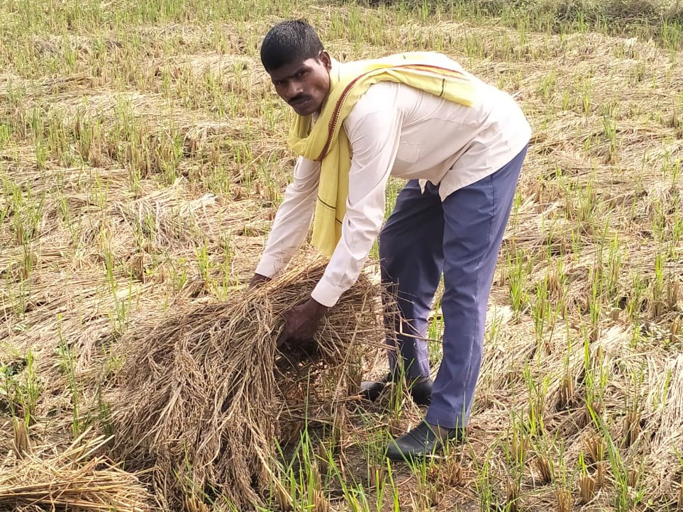 Unseasonal rains destroy paddy crops in Myorpur