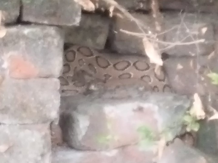 A 10-foot python was found in a house in Narhauli village. | नरहौली ...