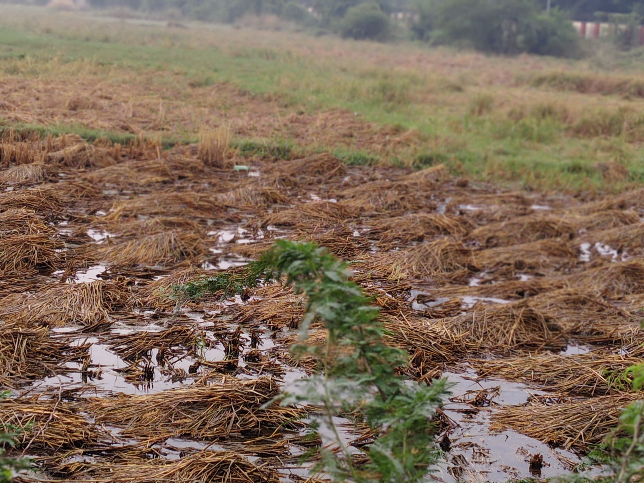 Paddy crop destroyed due to unseasonal rain in Phaphunda | फफूंद में ...