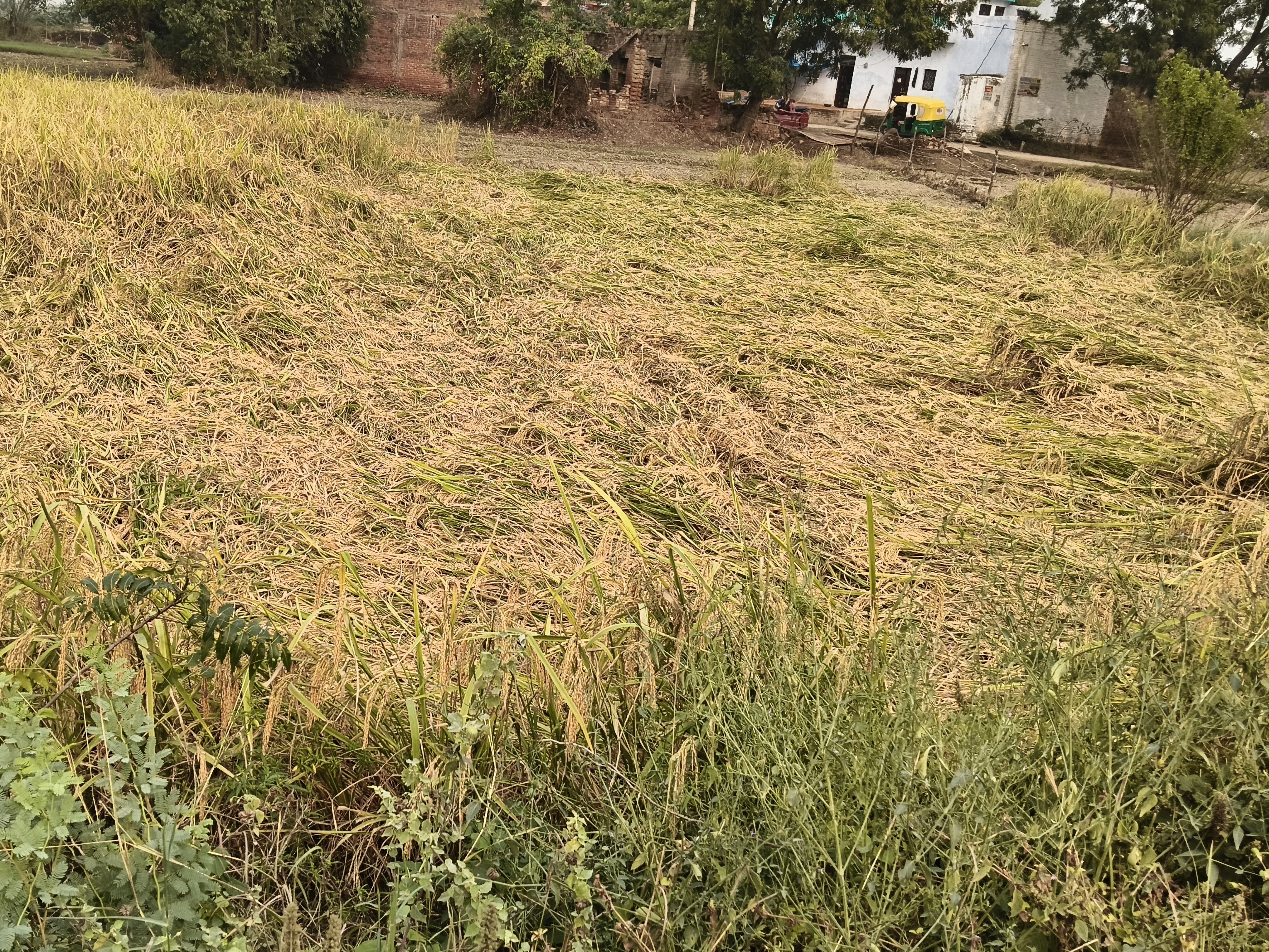 Paddy crop destroyed due to unseasonal rain in Bela | बेला में बेमौसम ...