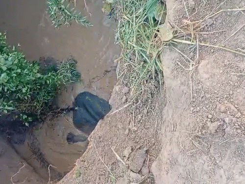 छत्तीसगडमध्ये विहिरीत पडलेल्या 4 हत्तींना वाचवण्यात यश: 8 तासांपासून अडकले होते, जेसीबीच्या साहाय्याने खोदून वाचवले विहिरीत पडल्यापासून, हत्तीला बाहेर पडण्यासाठी धडपड होत होती.