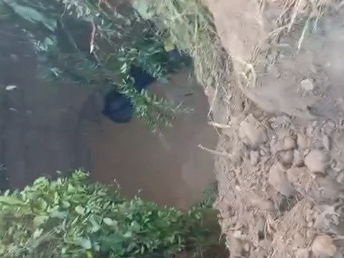 छत्तीसगडमध्ये विहिरीत पडलेल्या 4 हत्तींना वाचवण्यात यश: 8 तासांपासून अडकले होते, जेसीबीच्या साहाय्याने खोदून वाचवले वन विभागाच्या म्हणण्यानुसार, हत्ती विहिरीत कसे पडले याचीही चौकशी केली जाईल.