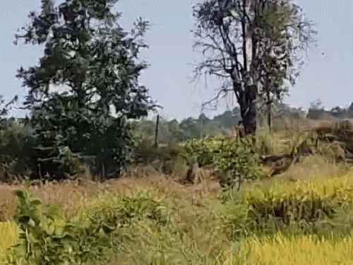 छत्तीसगडमध्ये विहिरीत पडलेल्या 4 हत्तींना वाचवण्यात यश: 8 तासांपासून अडकले होते, जेसीबीच्या साहाय्याने खोदून वाचवले बचाव केल्यानंतर, पिल्लू विहिरीतून बाहेर आले आणि तिथे उपस्थित असलेल्या टीम सदस्याचा पाठलाग केला.