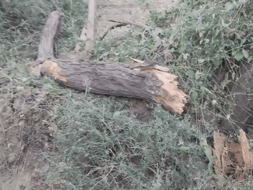 ट्रेलर बेकाबू होकर पेड़ से टकरा गया।