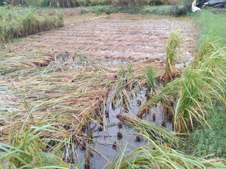 Paddy crop destroyed due to unseasonal rain | बेमौसम बारिश से धान की ...