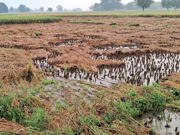 Paddy crop destroyed due to unseasonal rain