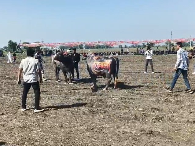 लड़ाई देखने के लिए दूर-दूर से लोग पहुंचते हैं।