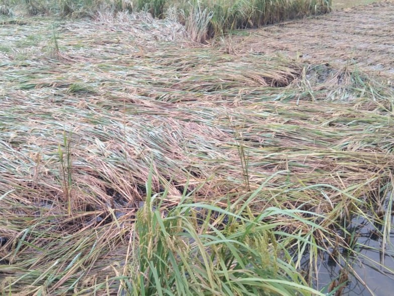Paddy crop destroyed due to unseasonal rain | बेमौसम बारिश से धान की ...