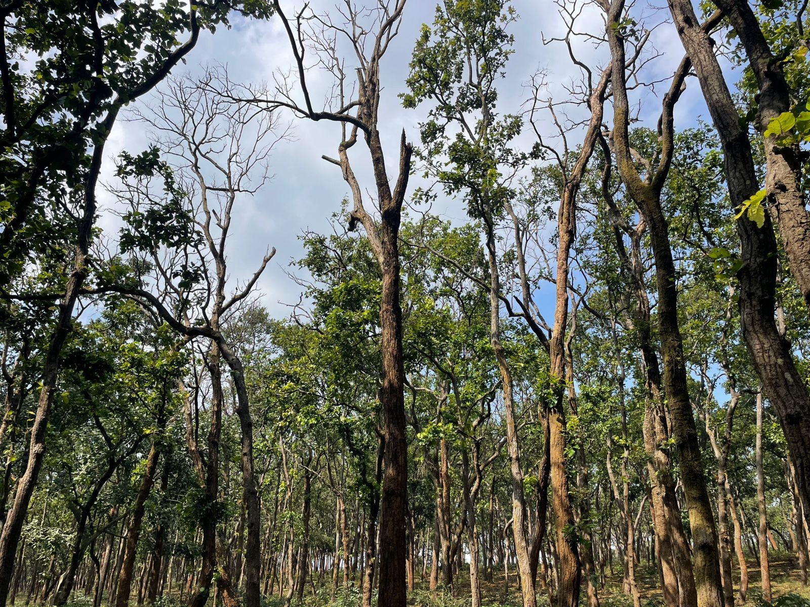 अमरकंटक की प्राकृतिक धरोहर