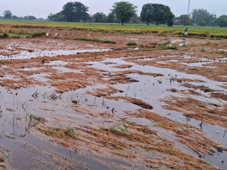 Paddy crop destroyed due to unseasonal rain