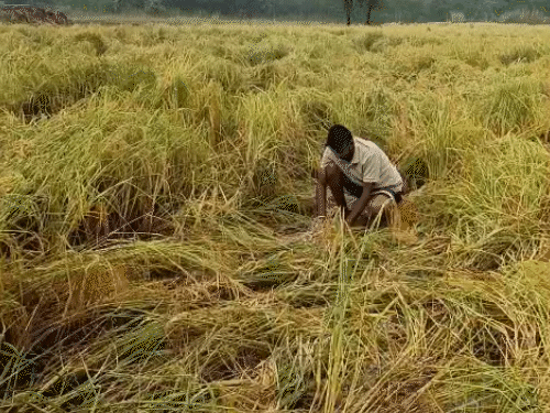 Unseasonal rains devastate Bundi’s farmers basmati rice; Hundreds of ...