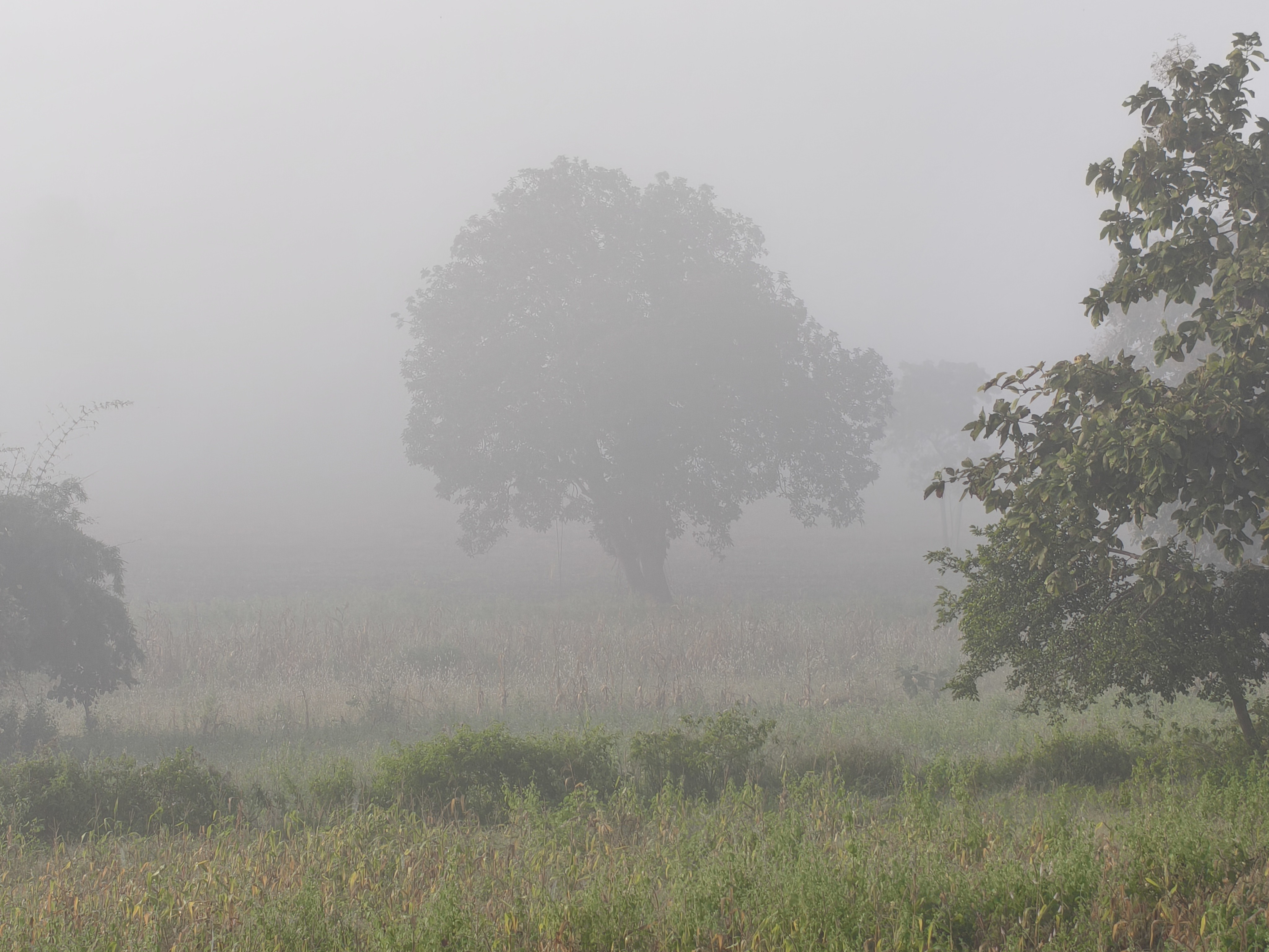 Night temperature dropped by 4 degrees in Sendhwa | सेंधवा में 4 डिग्री गिरा रात का पारा: दिन में हल्की ठंड महसूस; मौसम विशेषज्ञ बोले-10 नवंबर के बाद बढ़ेगी शीतलहर ...