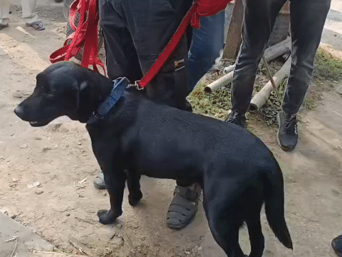 डॉग स्क्वॉयड की टीम ने मौके पर पहुंचकर जांच की।