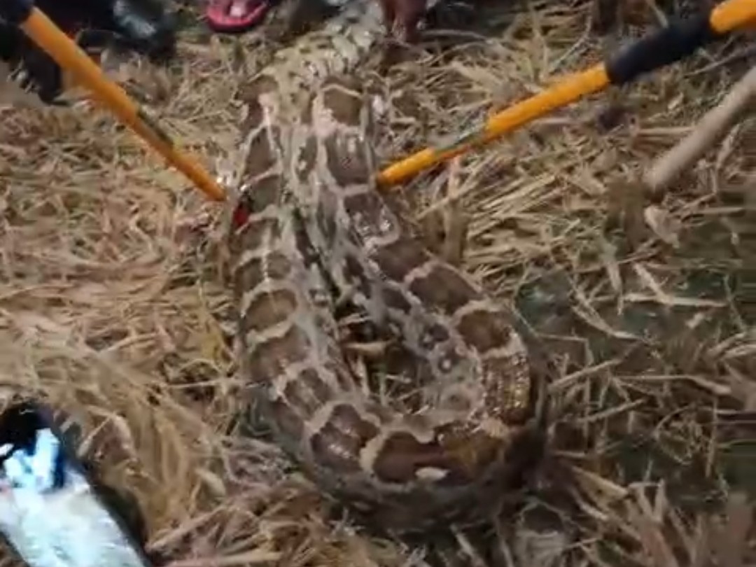 12 feet long python spotted in paddy field