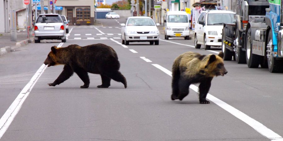 जापान में पिछले कुछ महीनों में भालुओं का आतंक बढ़ा है। इनके हमले सुपरमार्केट और स्कूलों तक पहुंच रहे हैं।