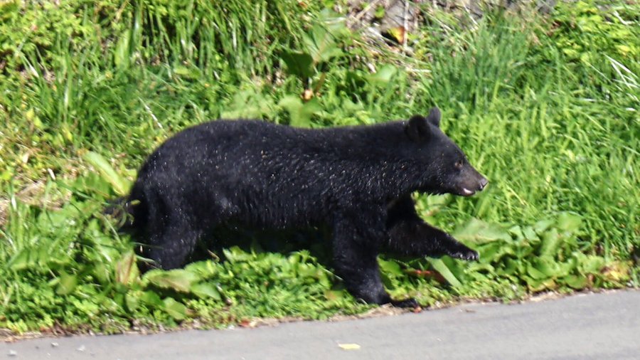 Bears are often seen on the streets in Kazuno city of Japan.