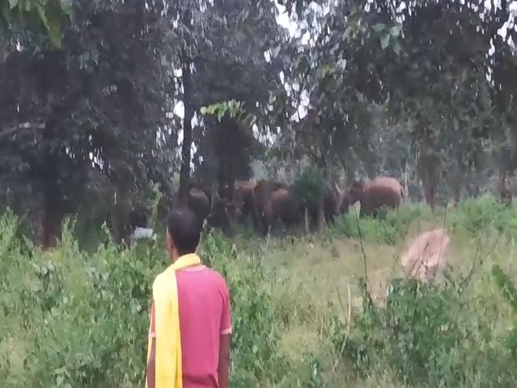 खेतों में लगाई गई फेंसिंग को पहुंचाया नुकसान।