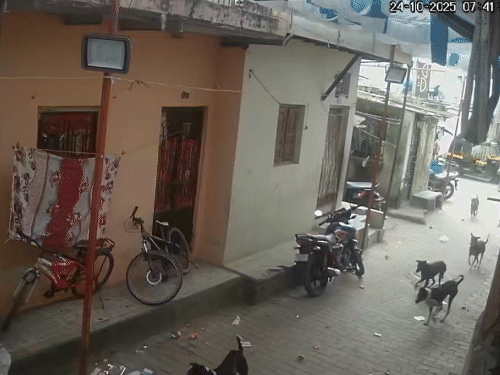 लोगों के घरों से बाहर निकलते ही कुत्ते वापस भाग निकले।