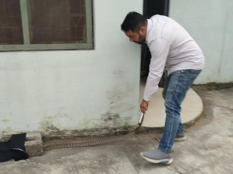 सांप को थैले में भरकर सुरक्षित जंगल में छोड़ा।