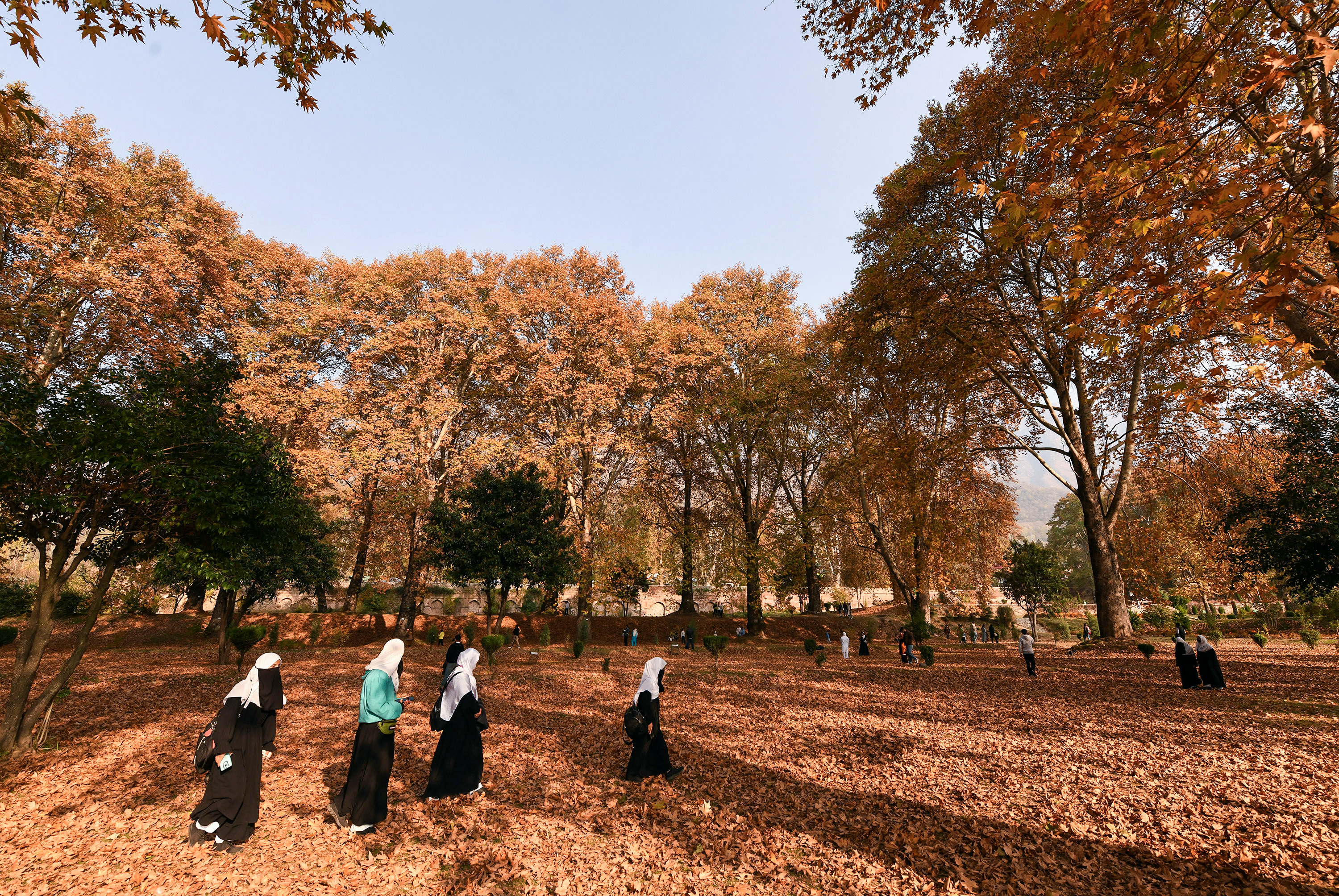 श्रीनगर का निशात बाग ठंड के मौसम में चिनार के पेड़ों की गिरी हुई पत्तियों से ढंका हुआ है।