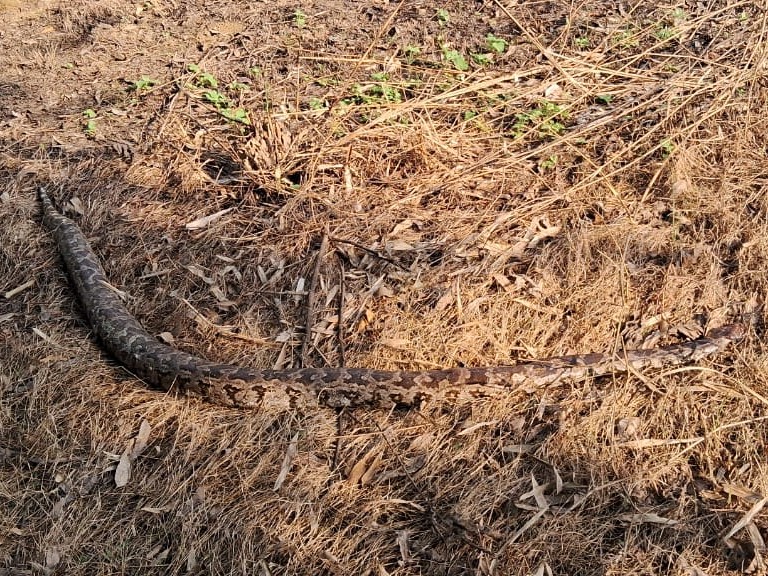 Khareghat Colony Python Python spotted during paddy harvesting in Sultanpur
