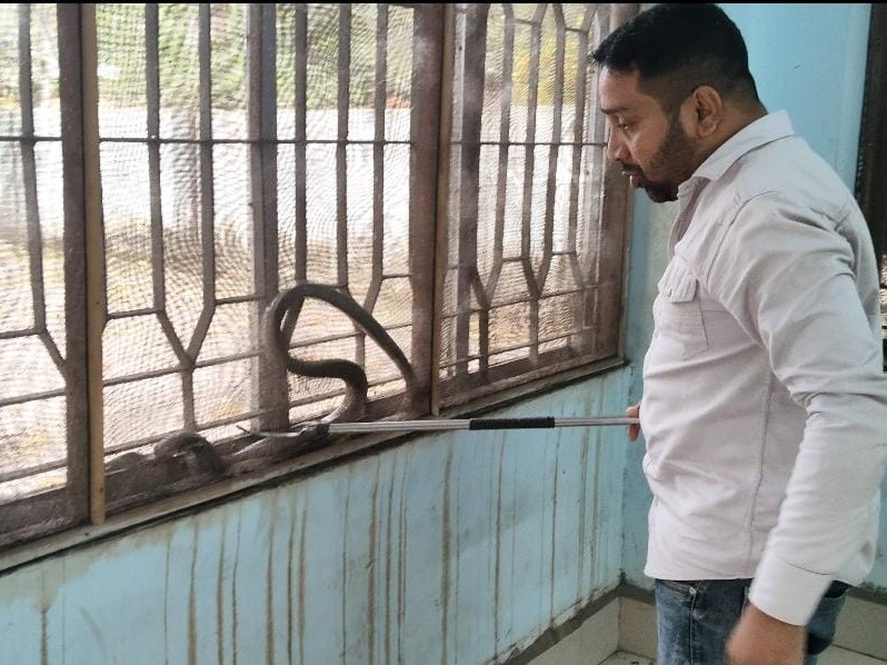 स्नेक कैचर जितेंद्र सारथी ने किया रेस्क्यू।