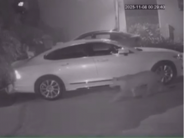 वन विभाग की टीम ने देर रात सर्च ऑपरेशन शुरू किया। लेकिन अब तक लेपर्ड का कोई सुराग नहीं मिला है।