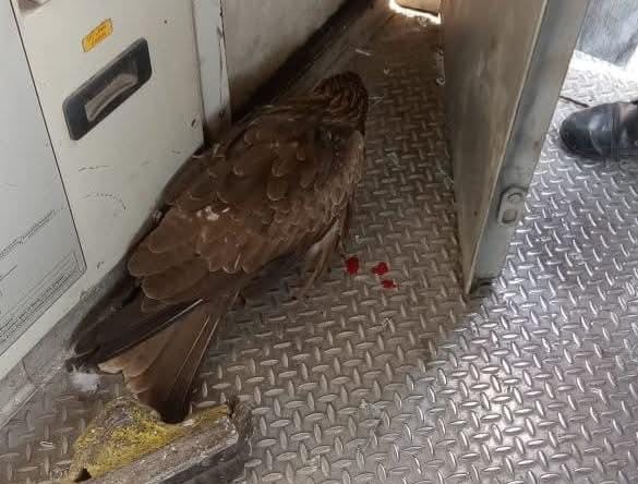 चील को टकराने से चोट लगी।