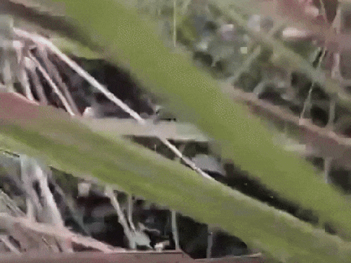 वन विभाग लगातार सर्च अभियान चला रहा है।